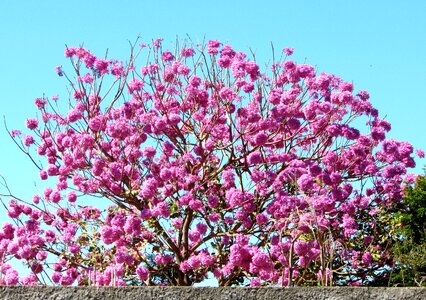 Flowers nature city