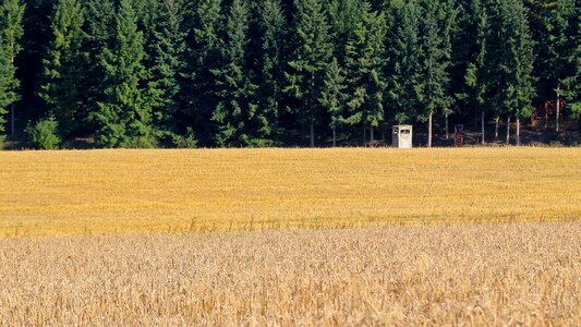Hunting forest grain