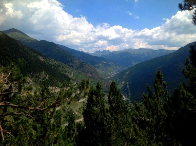 Pines summer nature