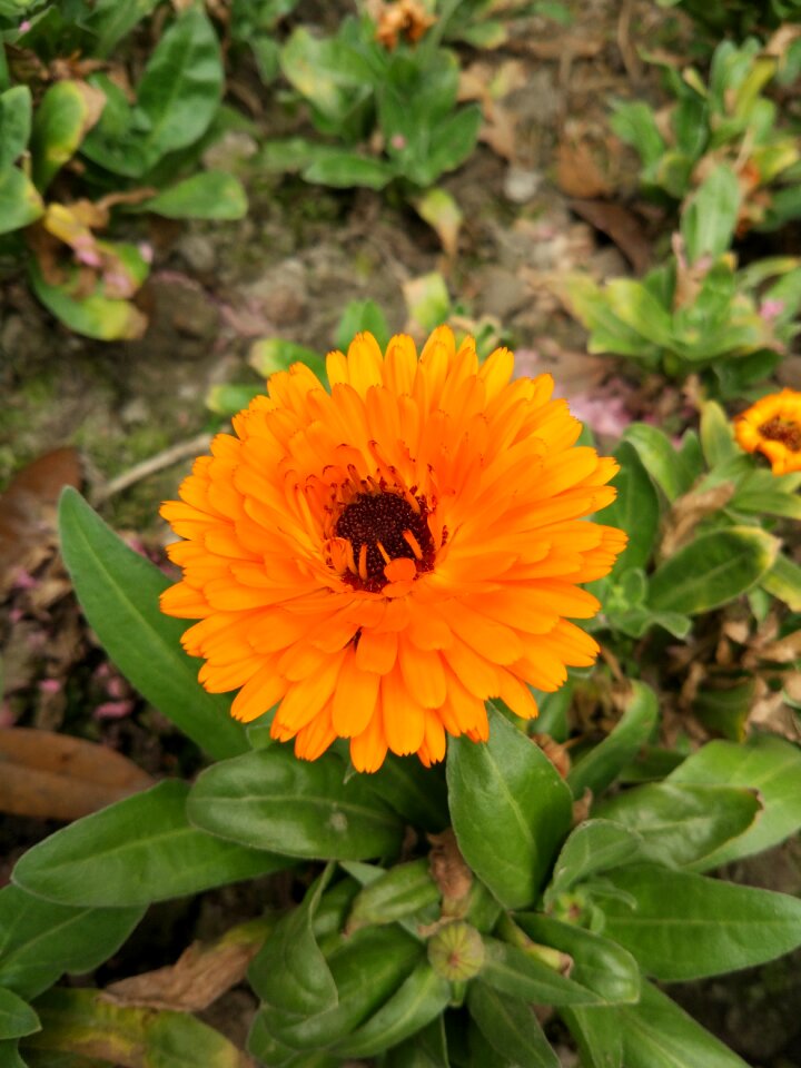 Cell phone cameras wild flowers the scenery
