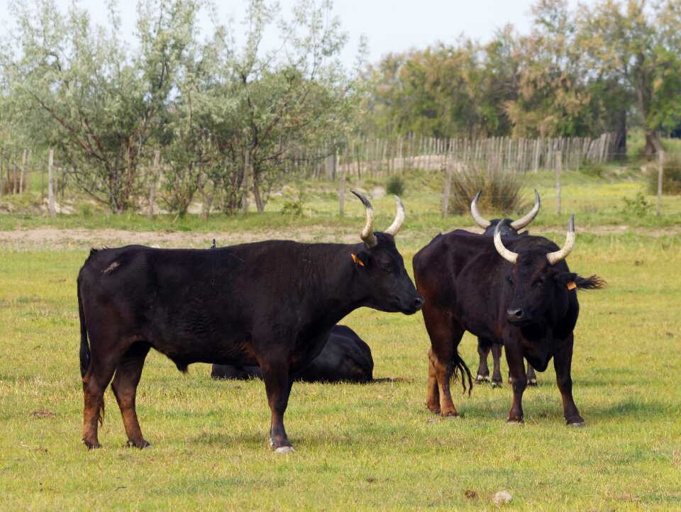 Field horns camargue race