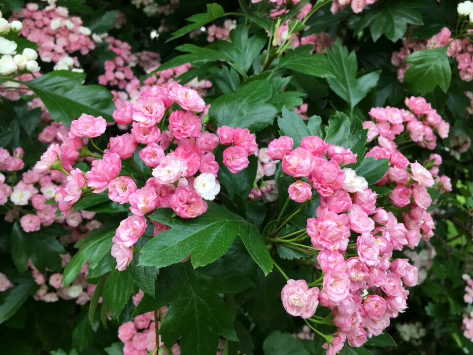 Beautiful flowers rose bush summer