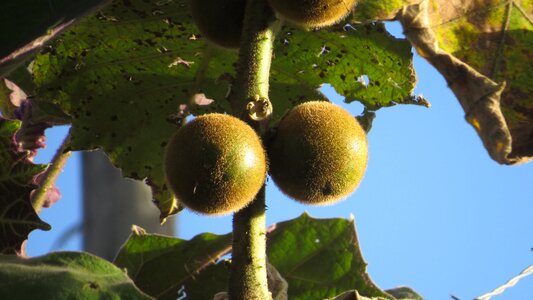 Fruits natural plants colombia