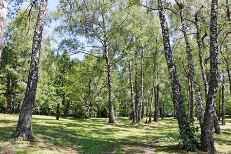 Park log nature