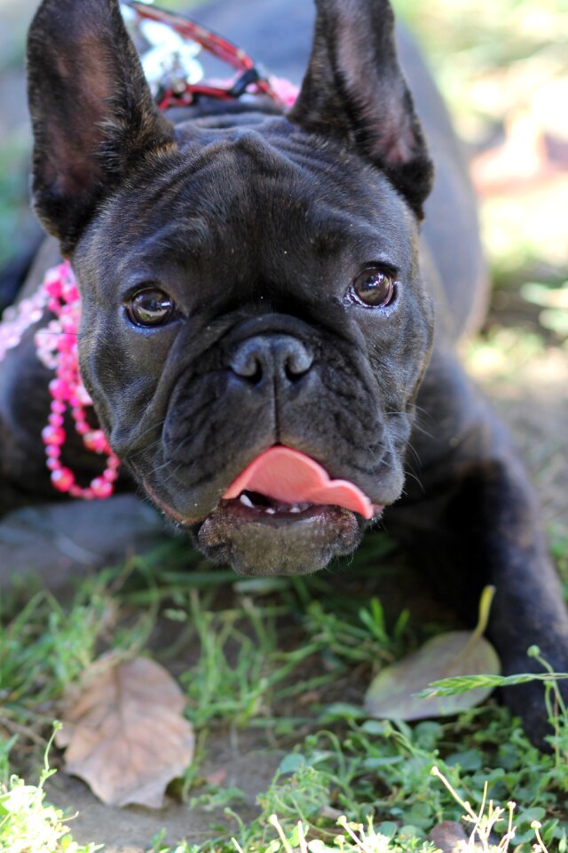 Dog animal pet