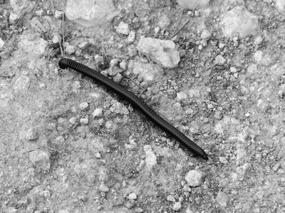 Caterpillar ground