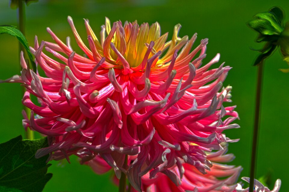Bloom close up hdr