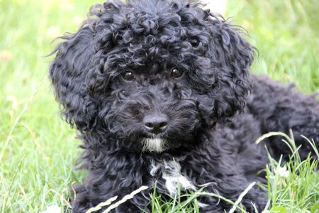 Dog young animal lure