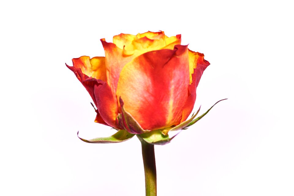 Red rose blossom bloom