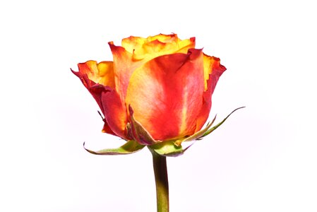 Red rose blossom bloom