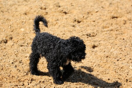 Dog young animal lure