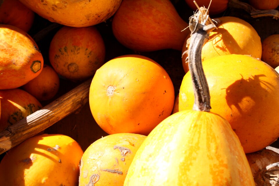Fall garden produce