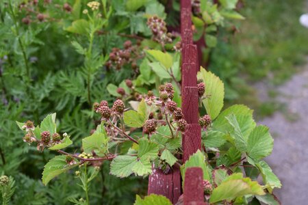 Nature berry garden