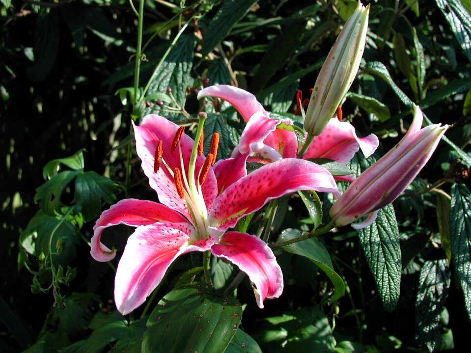 Bloom garden blossomed