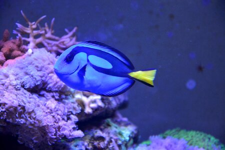 Blue aquarium nature photo