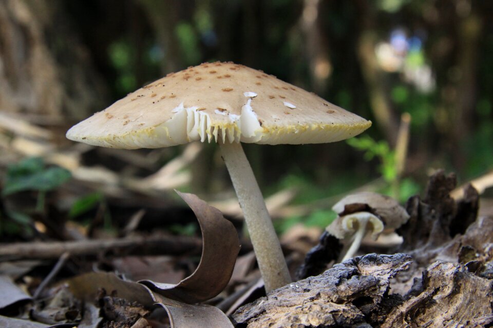 Forest natural plant