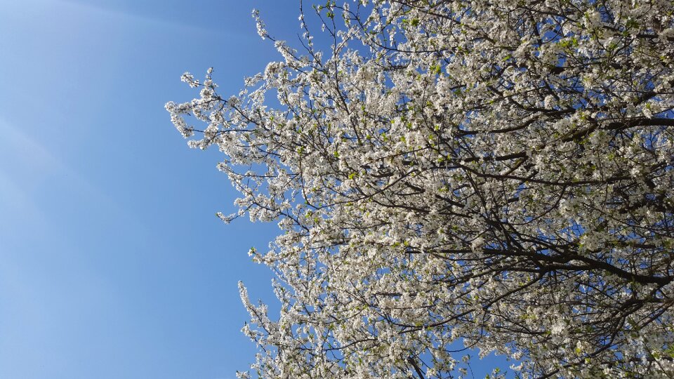 Spring flower blossom white blossom photo