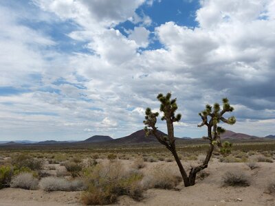 Nature desert mojave photo