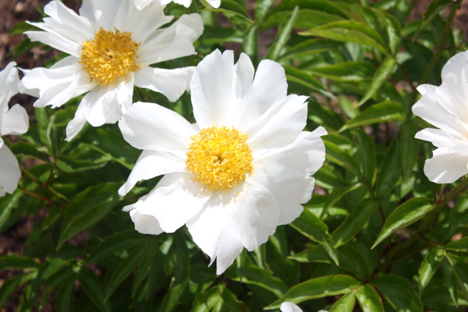 Daisy garden
