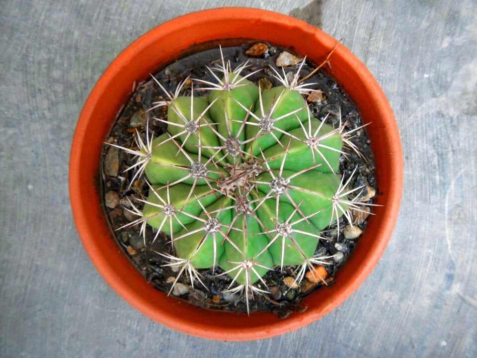 Cactus plant desert