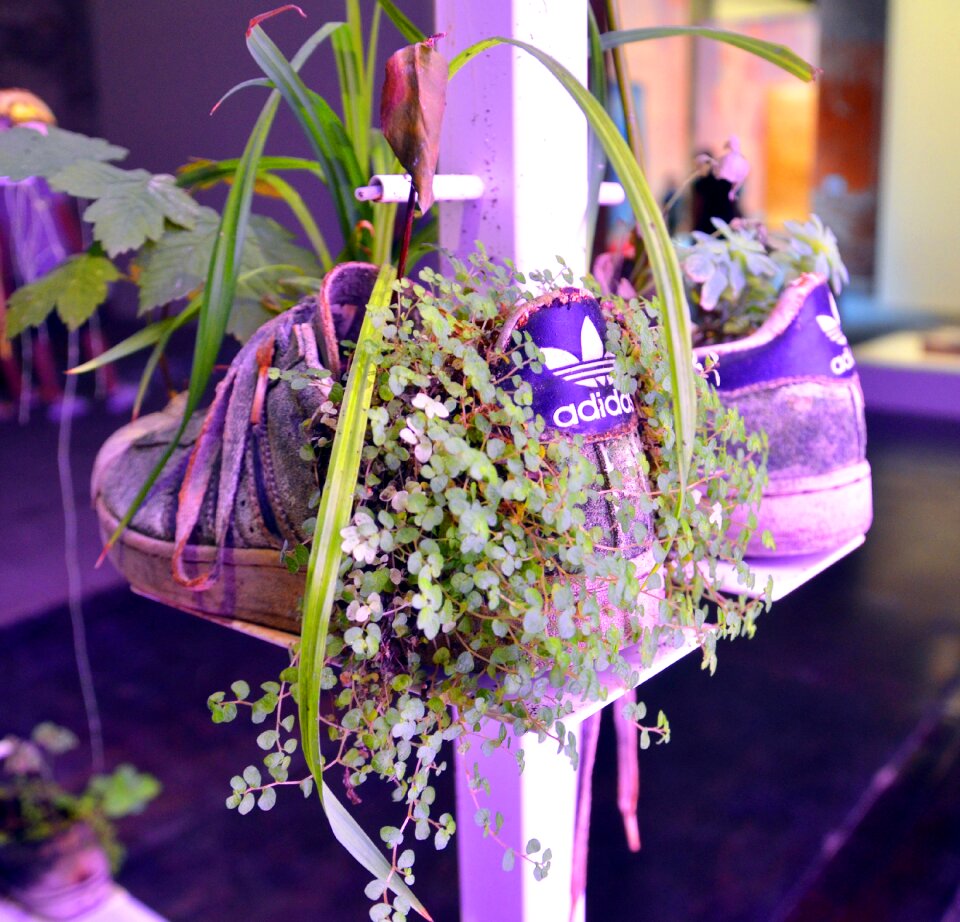 Sustainability sneakers planted