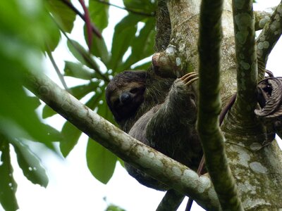 Rest costa rica nature