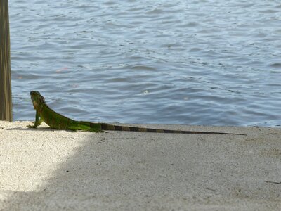Green sunny reptile