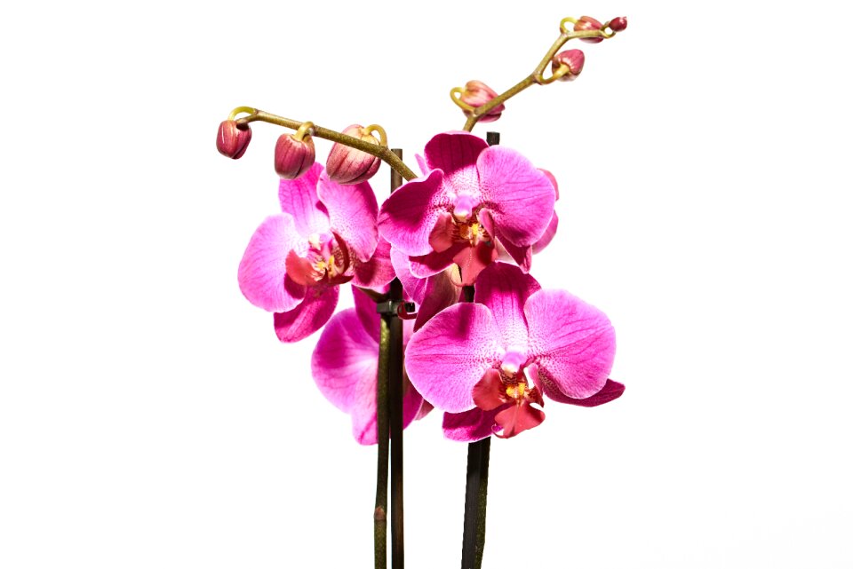 Bloom nature violet