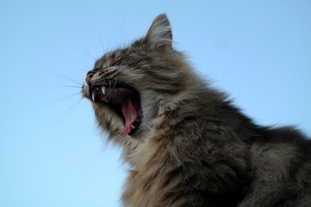 Predator tooth tongue photo