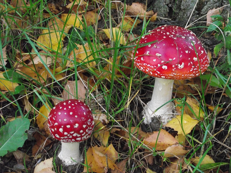 Forest autumn forest nature