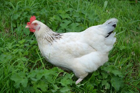 Hen domestic animal white photo