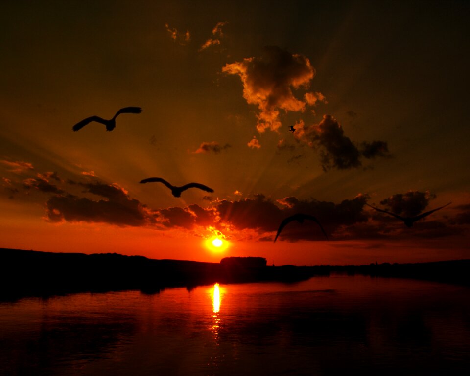 Water reflection birds