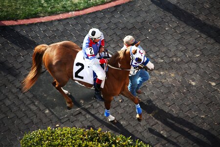 Horse race jockey race