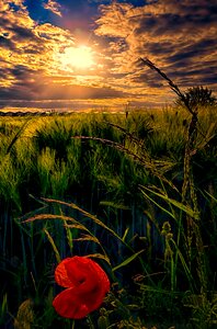 Nature summer red photo