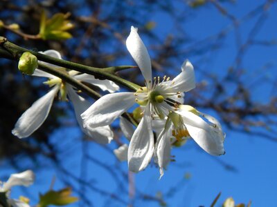 Wild flower white photo