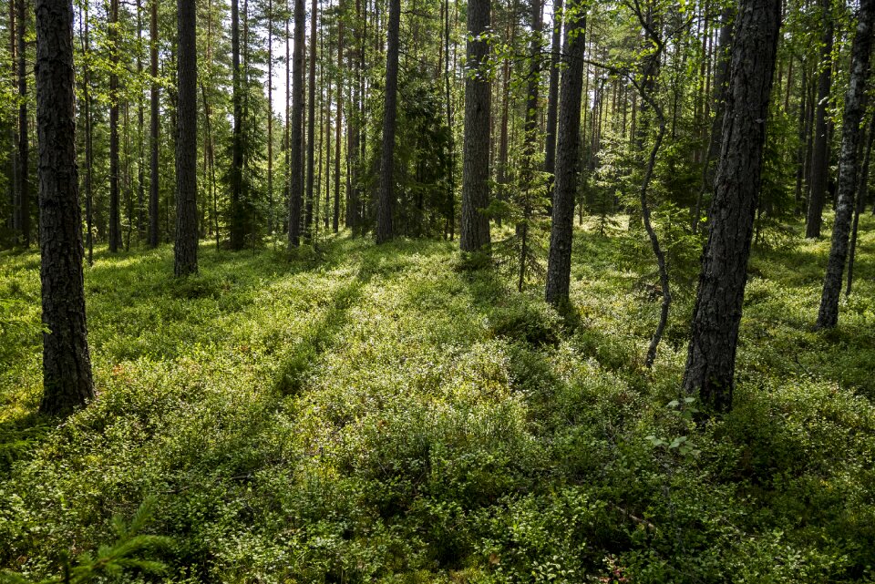 Nature landscape forest