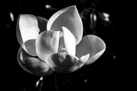 Natural nature magnolia flower photo