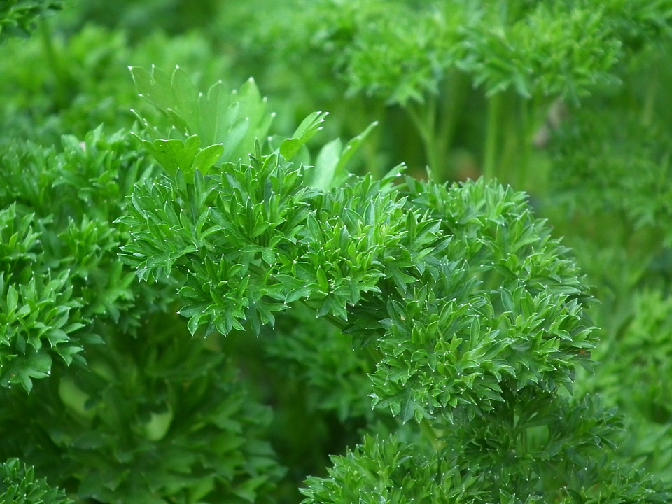 Greens food green