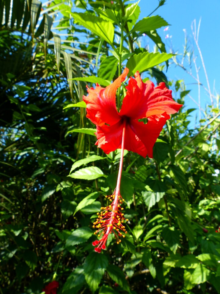 Tropical blossom bloom