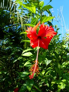 Tropical blossom bloom