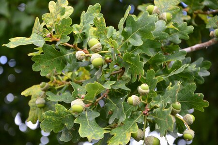 Tree food oak