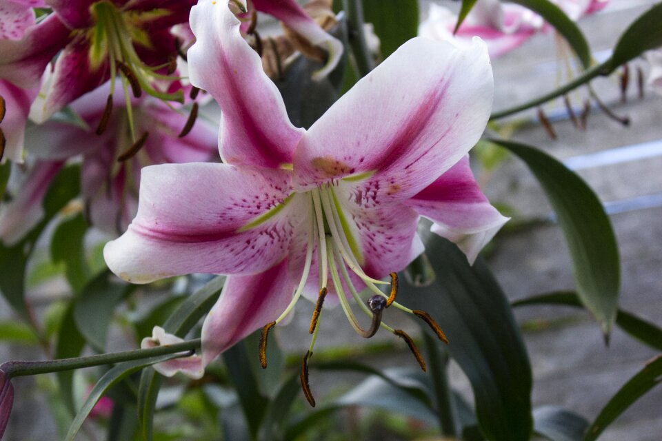 Blossom bloom blossomed