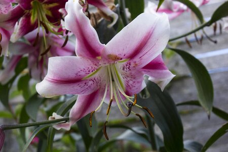 Blossom bloom blossomed