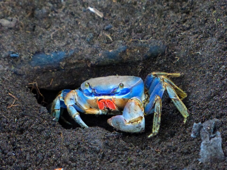 Colorful hide foxhole