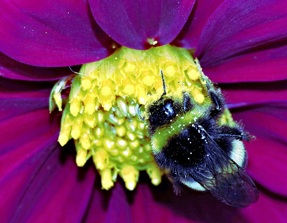 Honey flower yellow