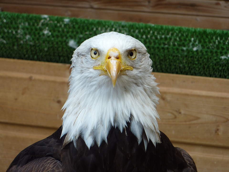 Eagle bird nature