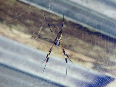Costa rica cobweb web