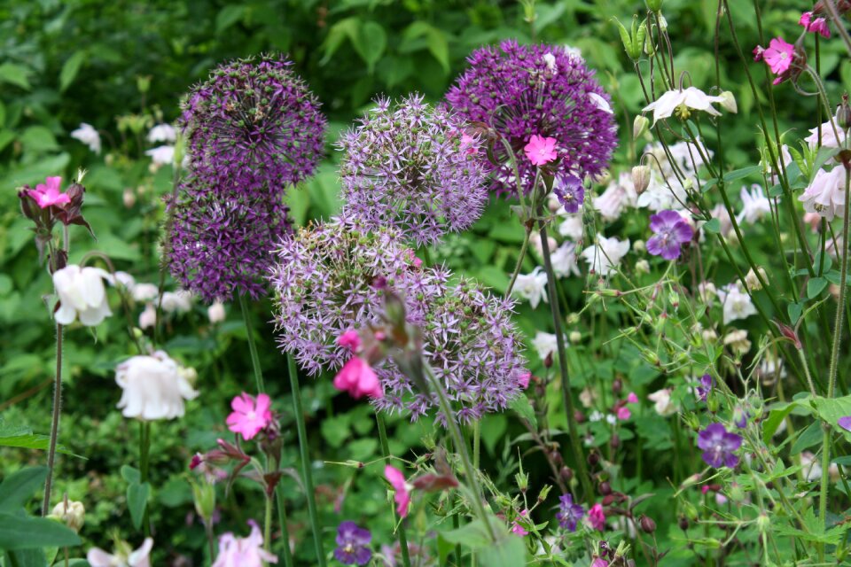 Summer nature plant