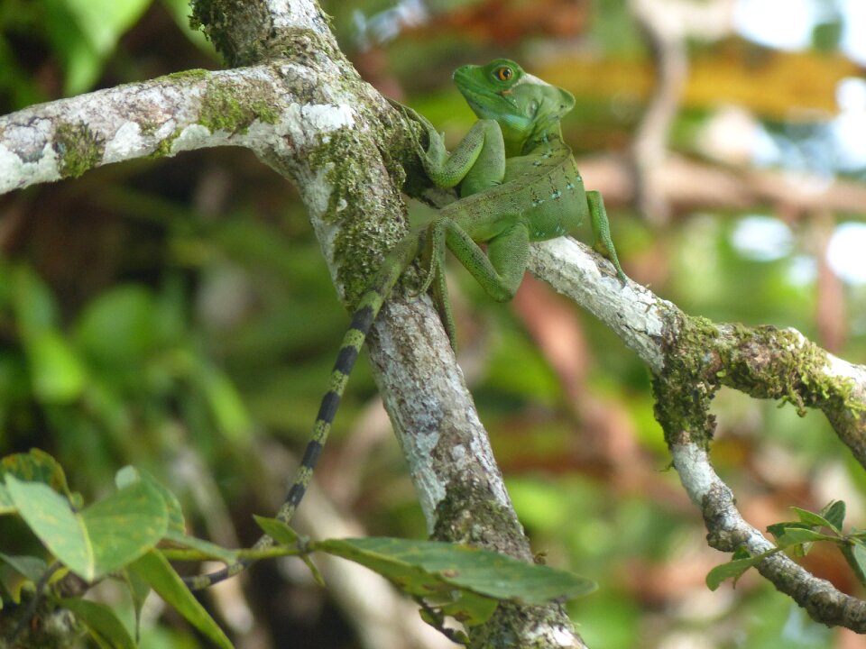 Branch nature reptile