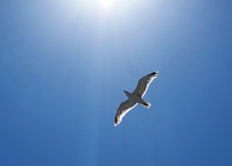 Water bird flying flight